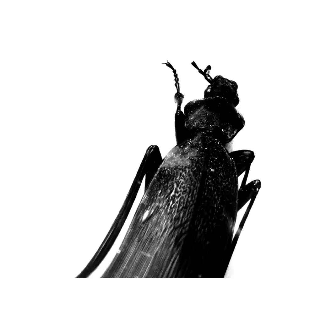 directory icon